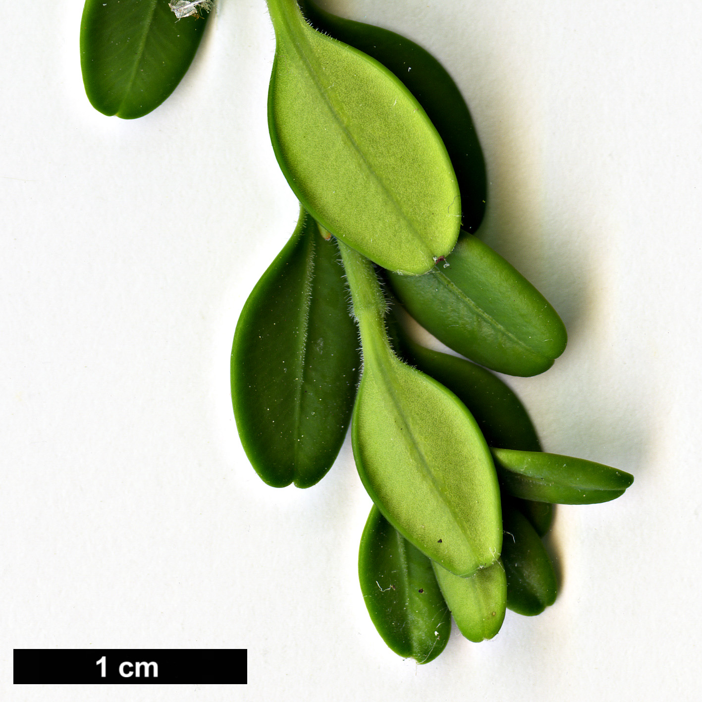 High resolution image: Family: Buxaceae - Genus: Buxus - Taxon: microphylla - SpeciesSub: var. koreana